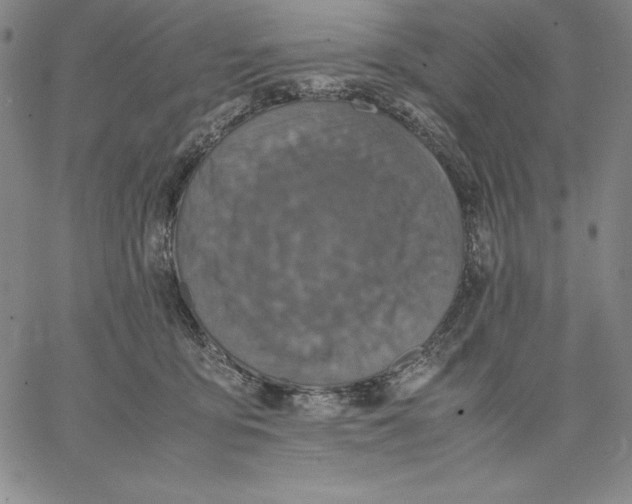 X0000066520419200604071557