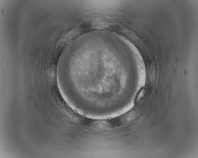 X0000066520427200604071556