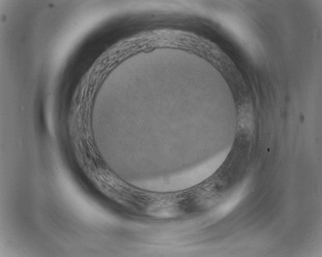 X0000066520431200604071556