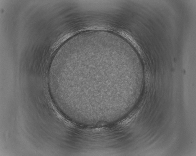 X0000066520433200604071556