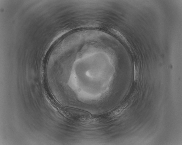 X0000066520435200604071556