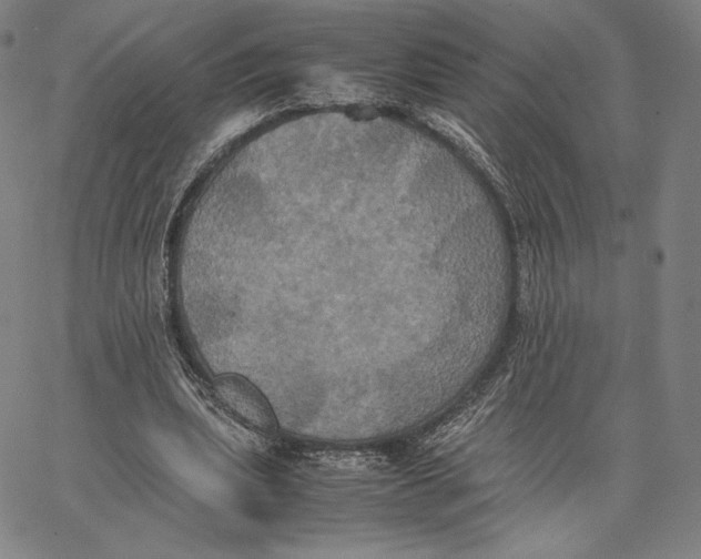 X0000066520439200604071556