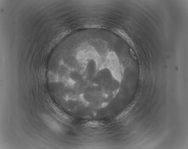 X0000066520441200604071556