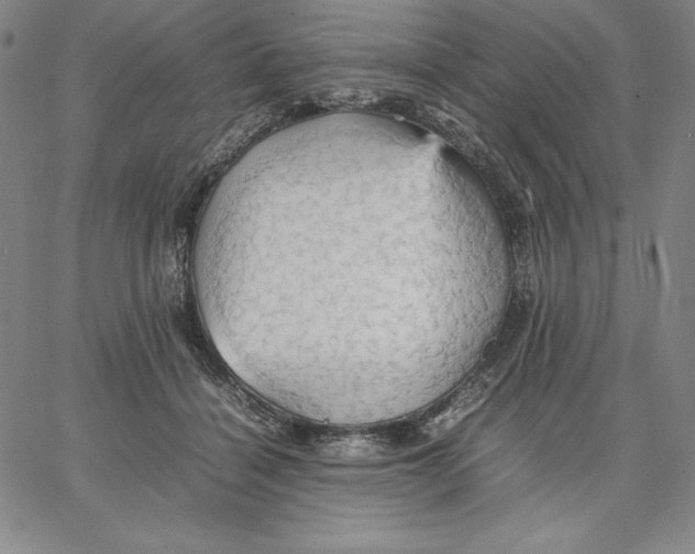 X0000066520460200604071556