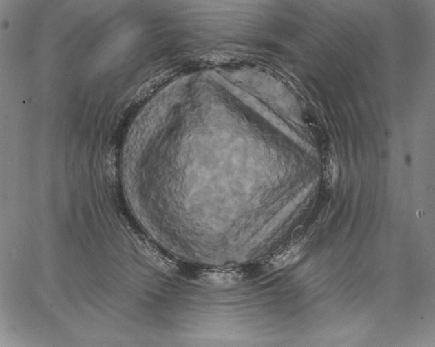 X0000066520466200604071556