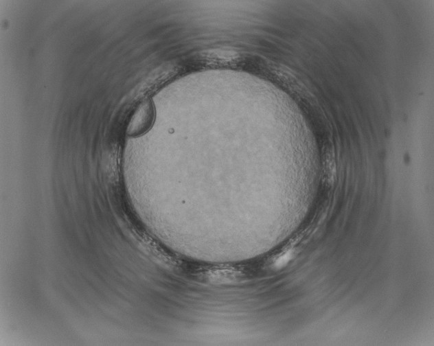 X0000066520468200604071556