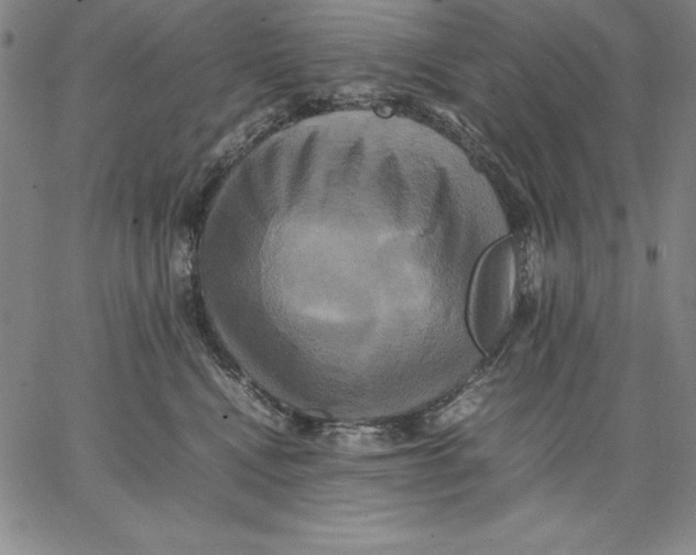 X0000066520472200604071556