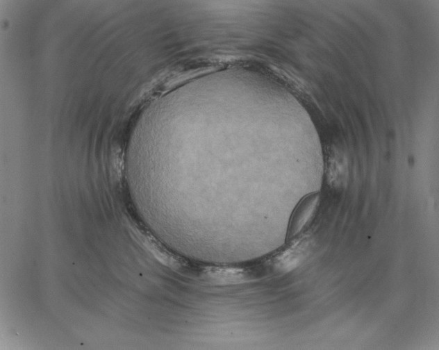 X0000066520476200604071556