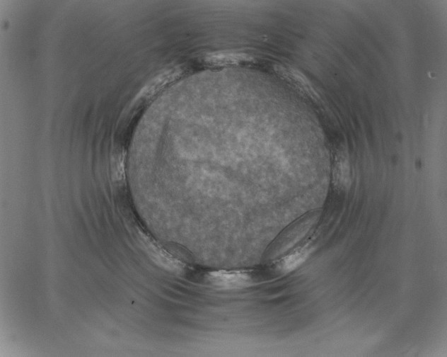 X0000066520477200604071556