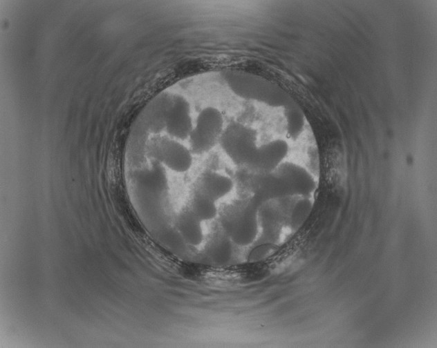 X0000066520515200604071555