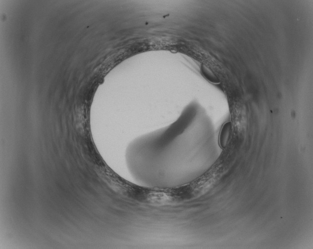 X0000066520519200604071555