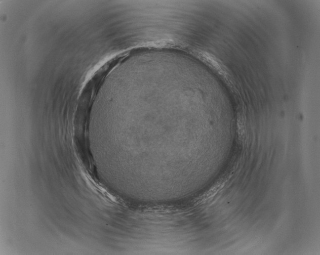 X0000066520532200604071554