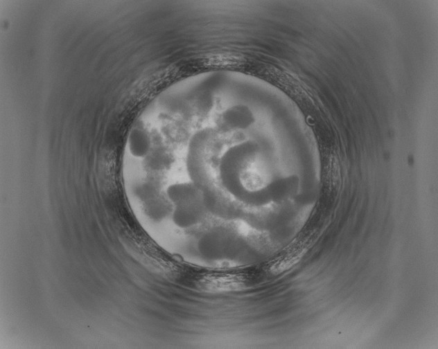 X0000066520557200604071554