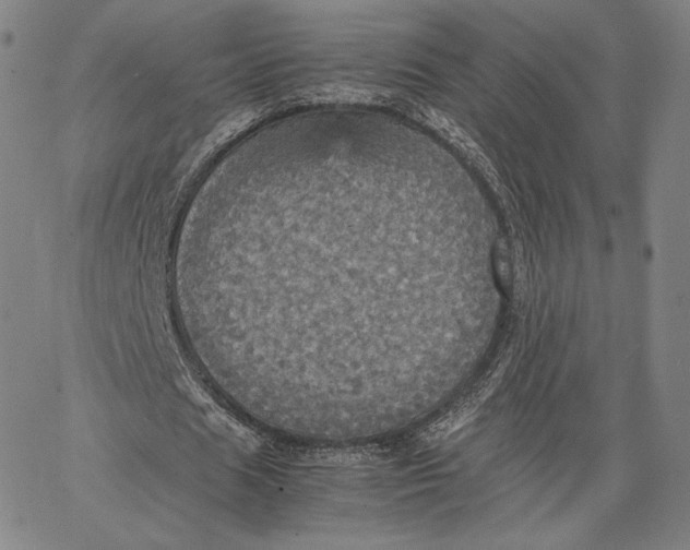 X0000066520625200604071552