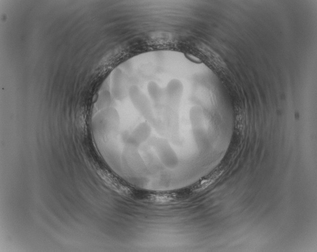 X0000066520662200604071553