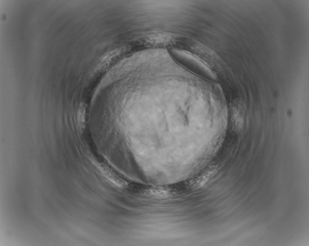 X0000066520668200604071553