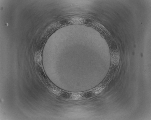 X0000066520701200604071552