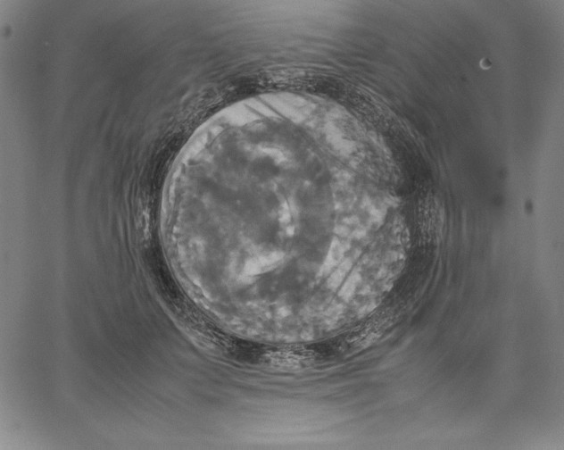 X0000066520703200604071552