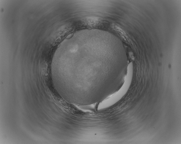 X0000066520750200604071551