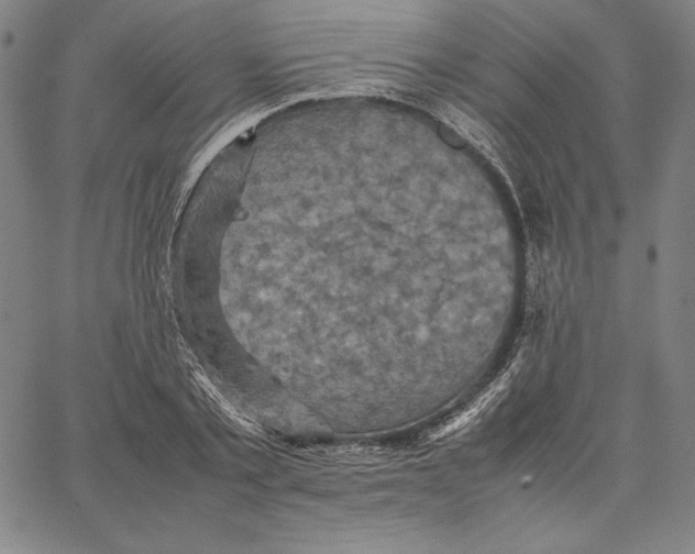 X0000066520789200604071551