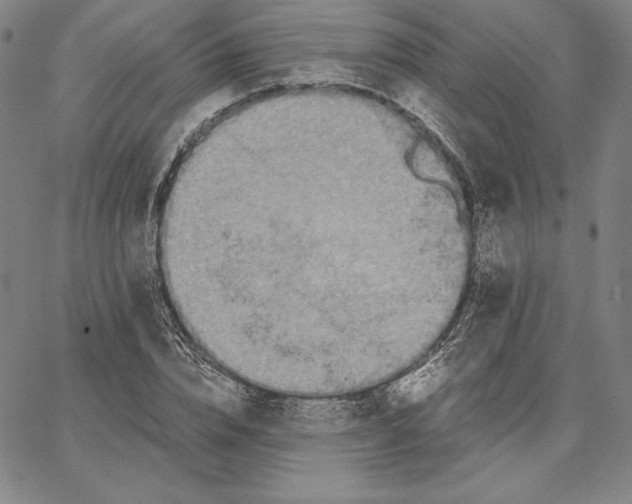 X0000066520832200604071550