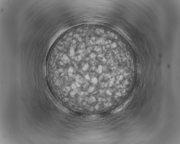 X0000066520891200604071549