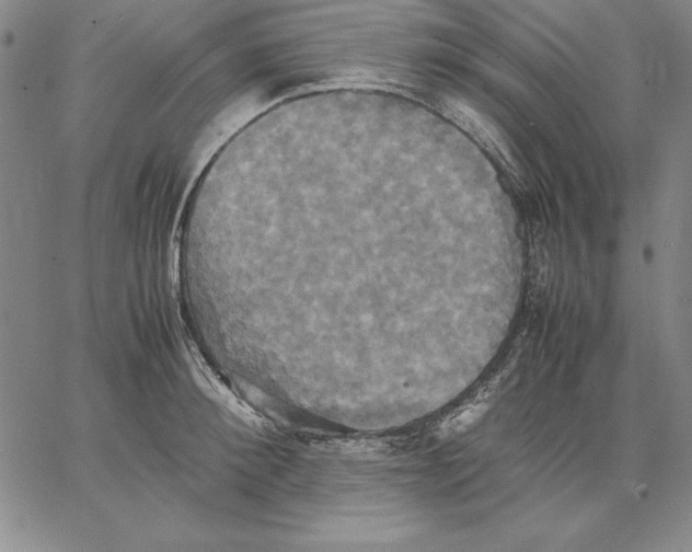 X0000066520900200604071549