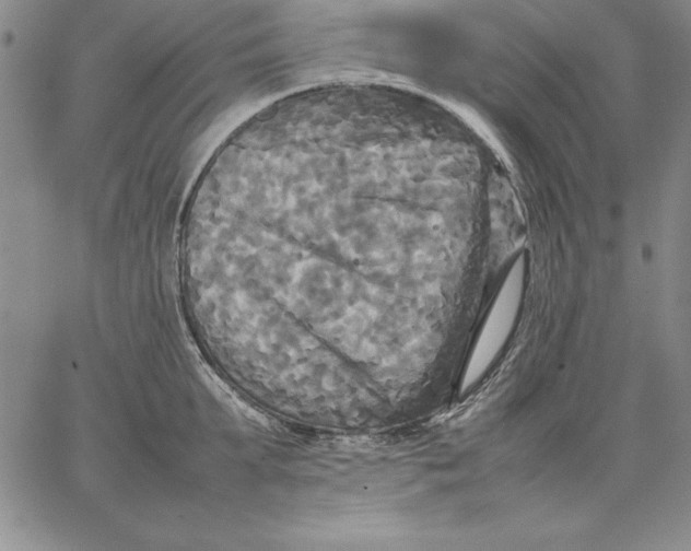 X0000066520903200604071549