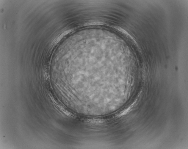 X0000066520929200604071548