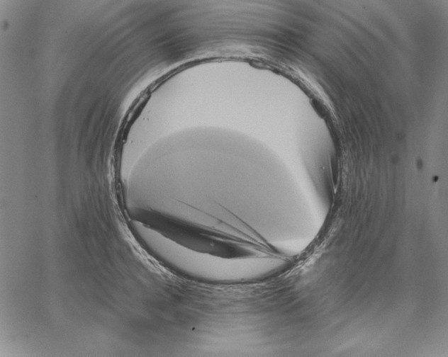 X0000066520944200604071548