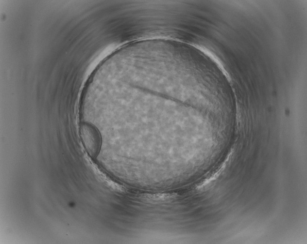 X0000066520949200604071548