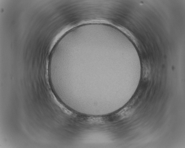 X0000066521006200604071547