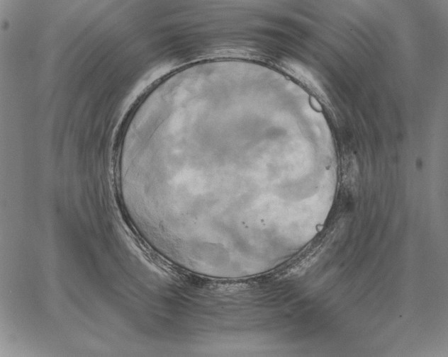 X0000066521043200604071547