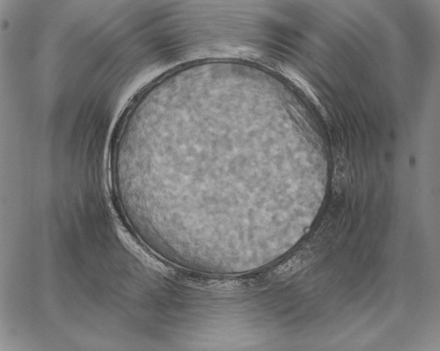 X0000066521080200604071546