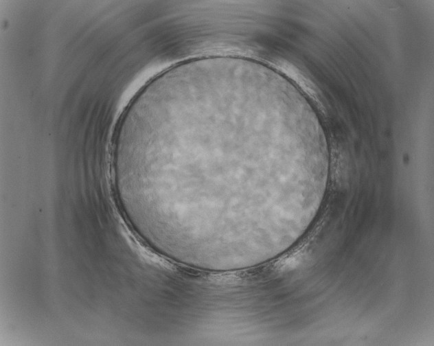 X0000066521094200604071546