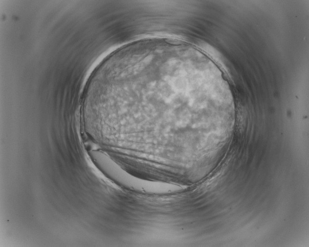 X0000066521100200604071546