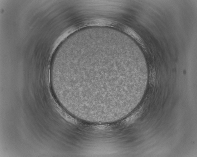 X0000066521130200604071545