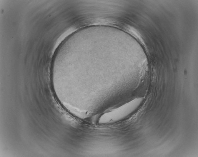 X0000066521138200604071545