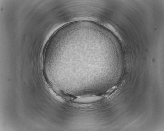 X0000066521140200604071545