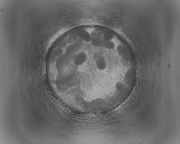 X0000066521167200604071544