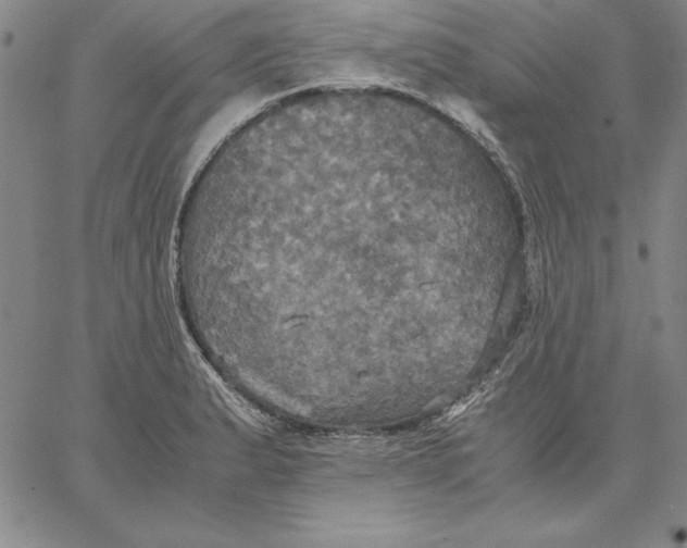 X0000066521183200604071544