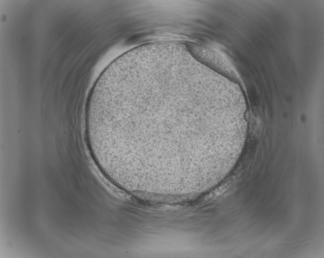 X0000066521195200604071544