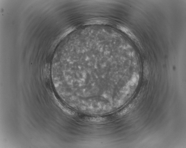 X0000066521233200604071544