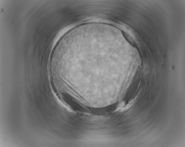 X0000066521247200604071544