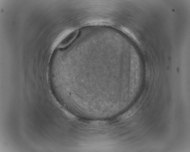 X0000066521277200604071543