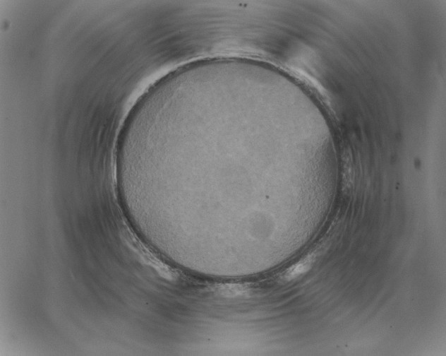 X0000066521280200604071543