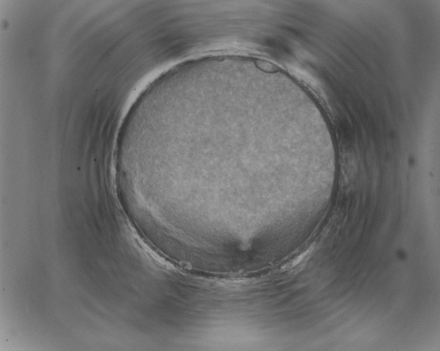 X0000066521288200604071543