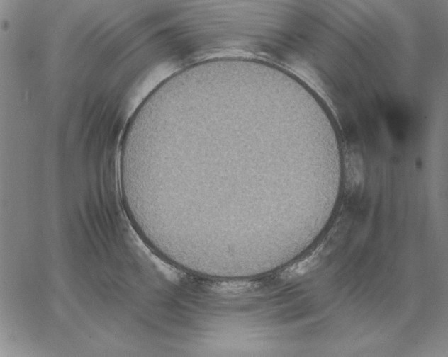 X0000066521290200604071542