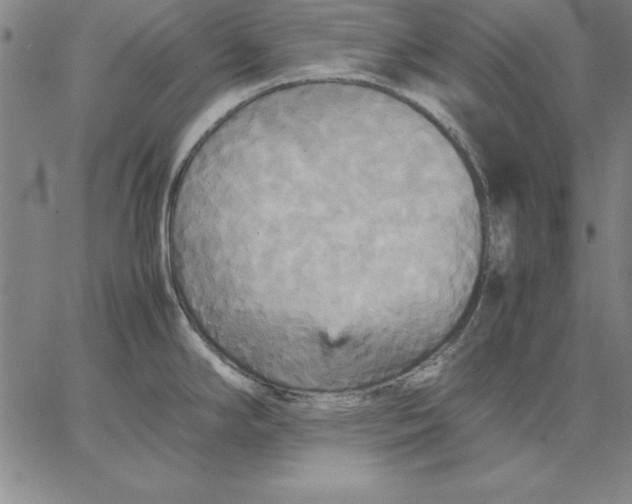 X0000066521294200604071542