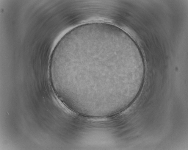 X0000066521296200604071542